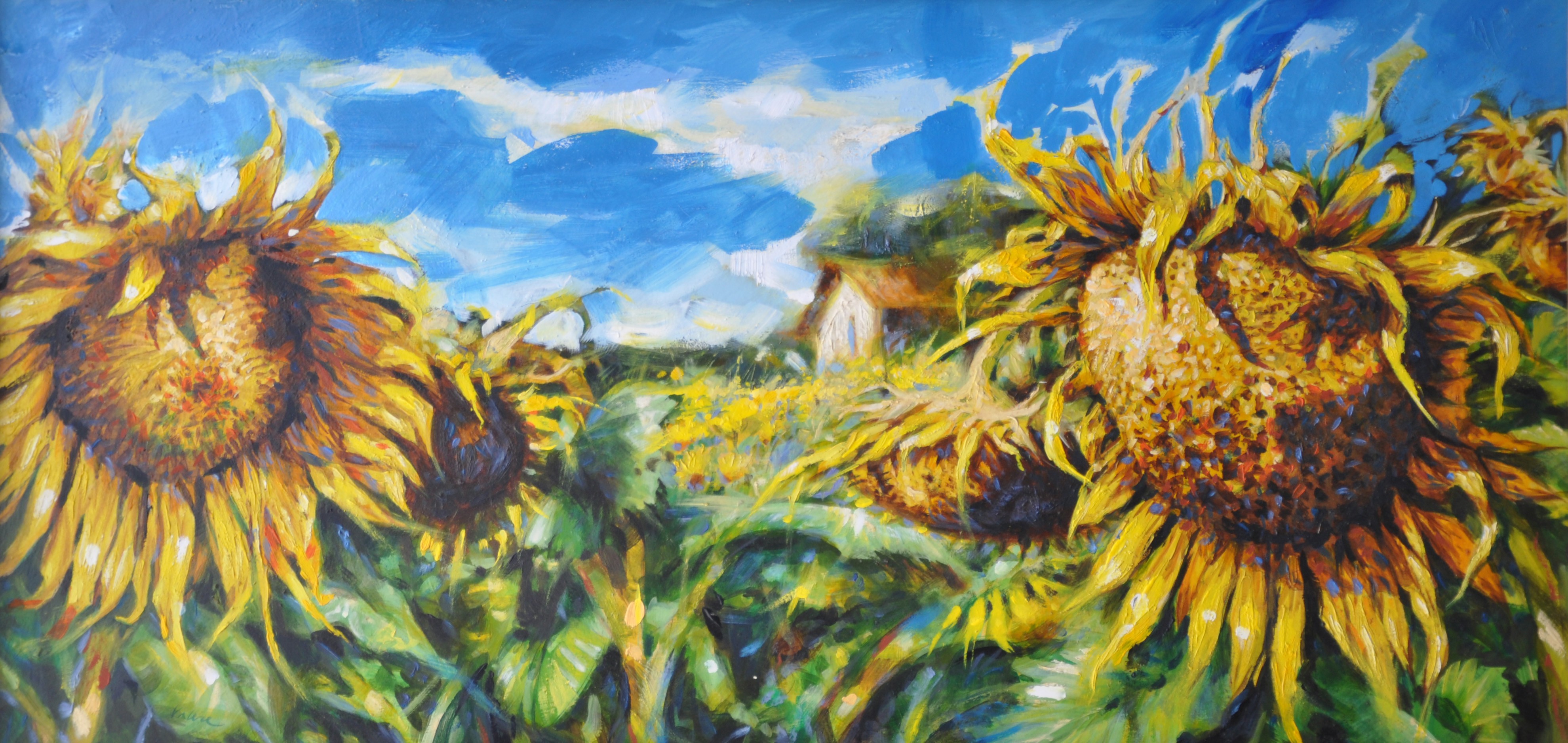 Girasoli a Stroncone