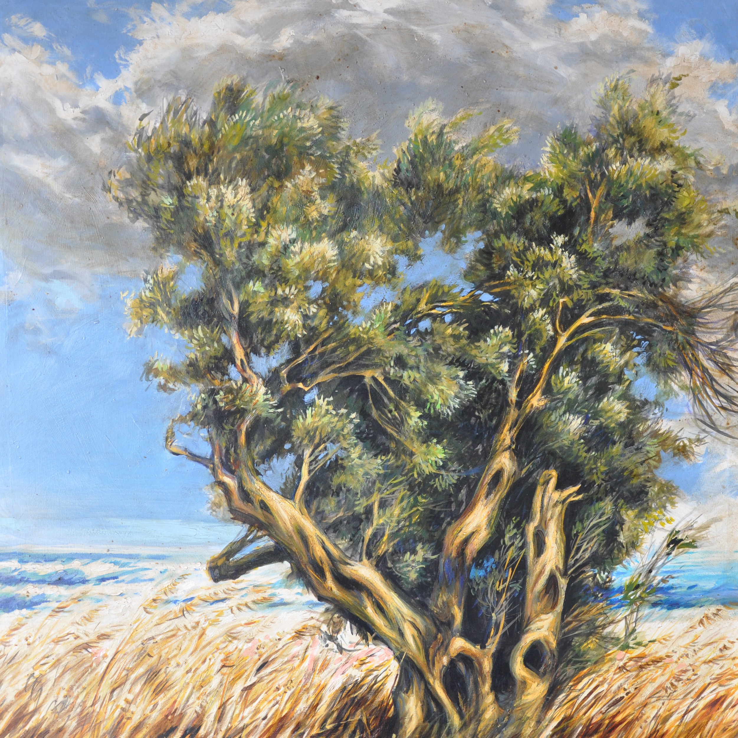 Ulivo in Estate