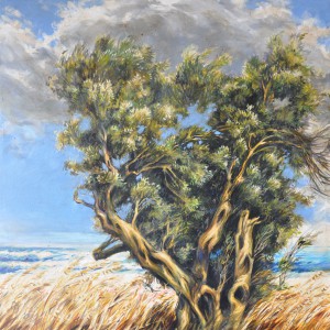 Ulivo in Estate